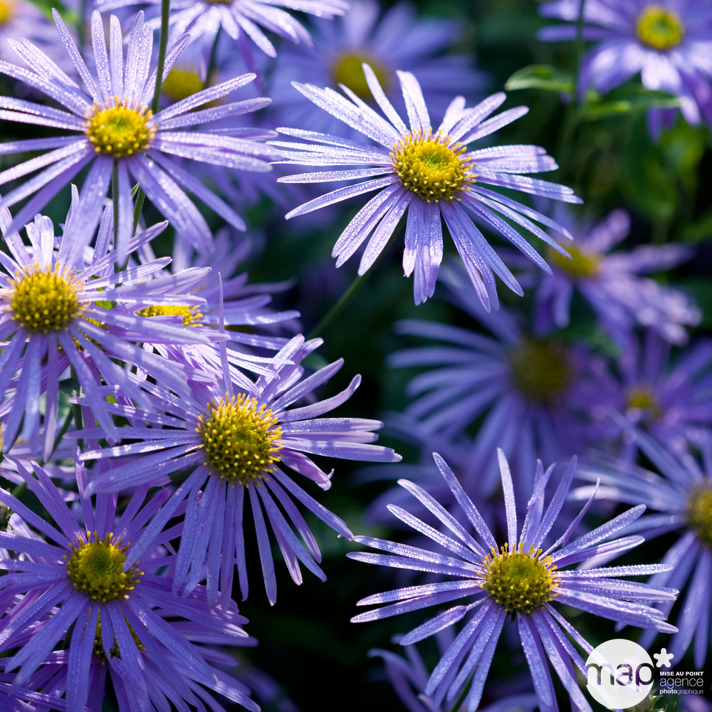 Aster x frikartii 'Monch':lot de 3 godets