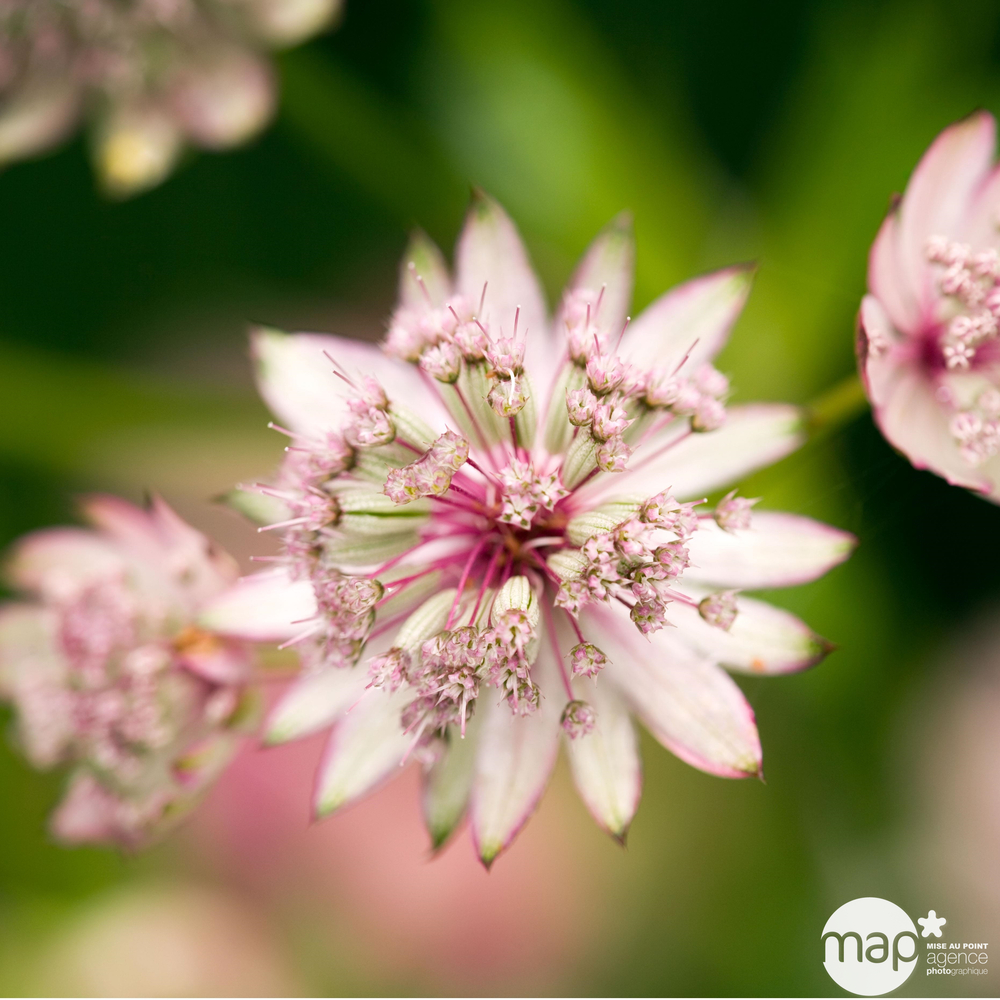 Astrance:lot de 3 godets