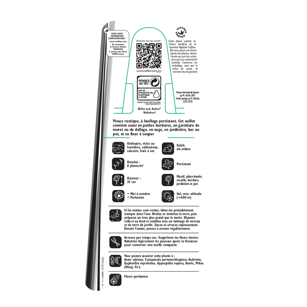 Dianthus Kahori® : lot de 3 oeillets nains