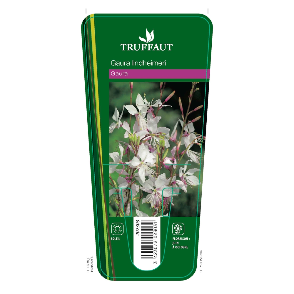Gaura :lot de 3 godets