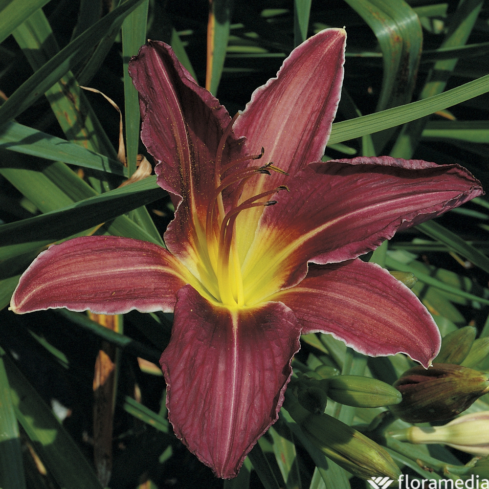 Hémérocalle Crimson Glory :lot de 3 godets