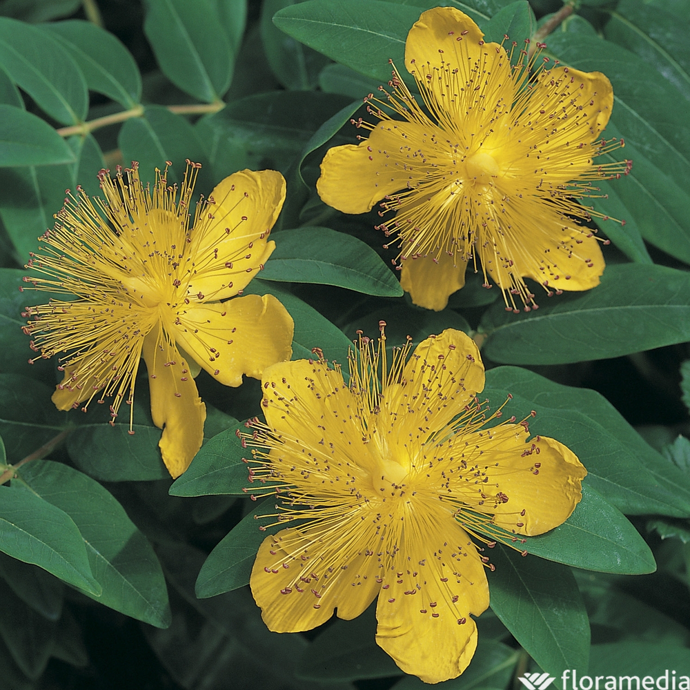 Millepertuis :lot de 3 godets