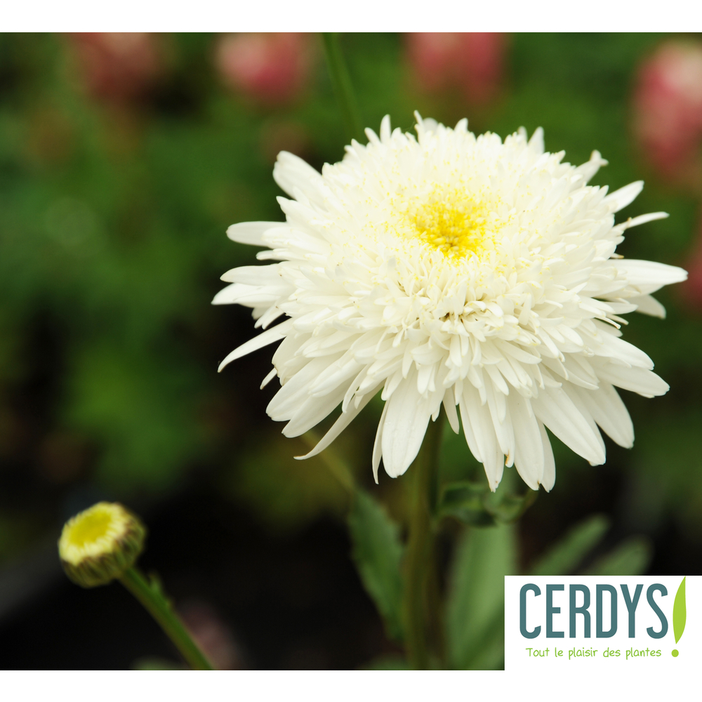 Marguerite d'été Ice Star : 3 godets