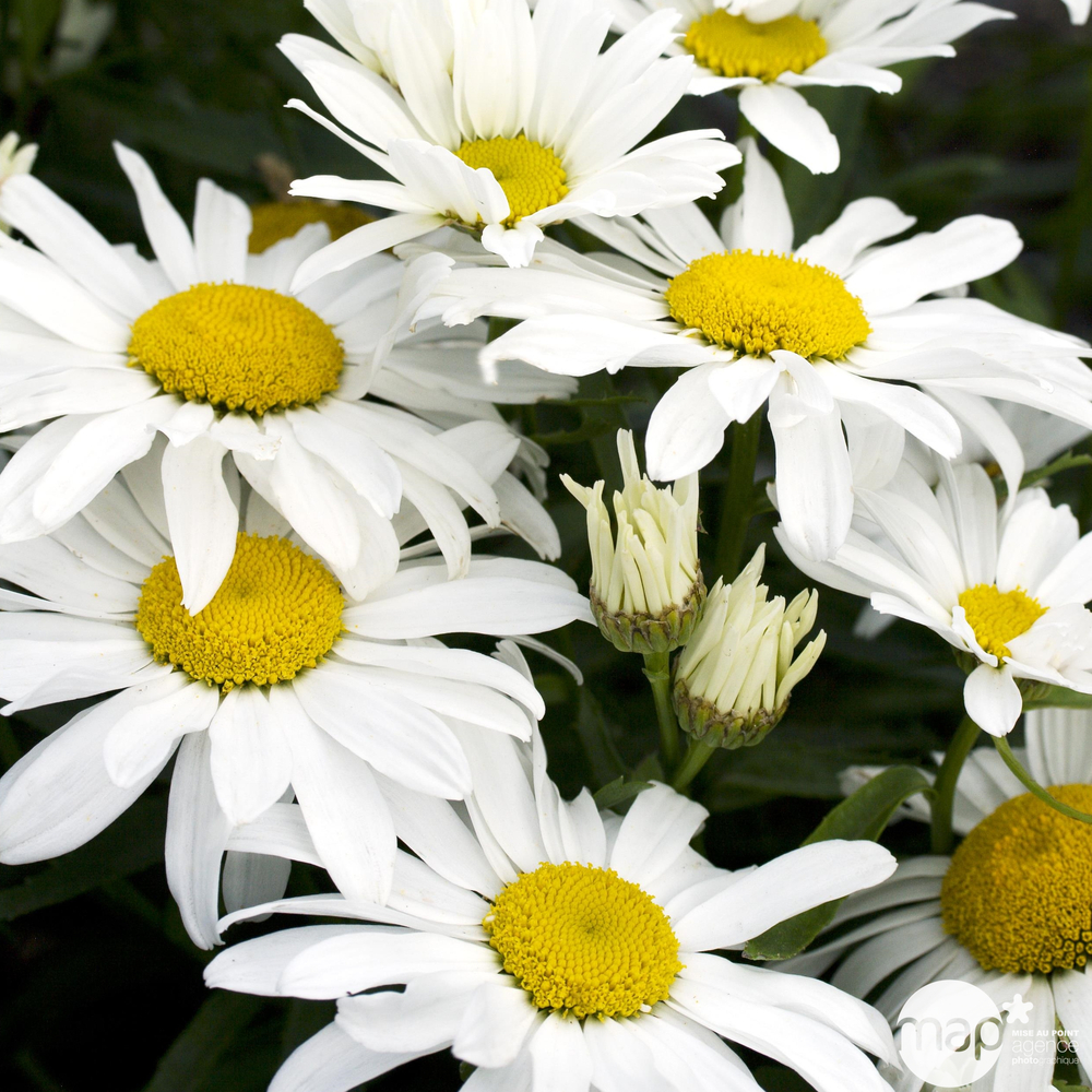 Marguerite d'été 'Snowcap' :lot de 3godets