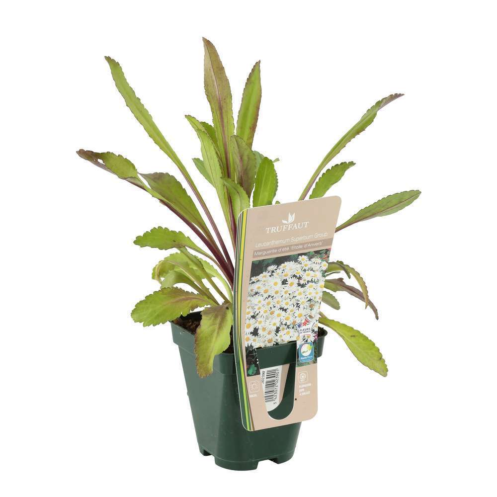 Marguerite Etoile d'Anvers :lot de 3 godets