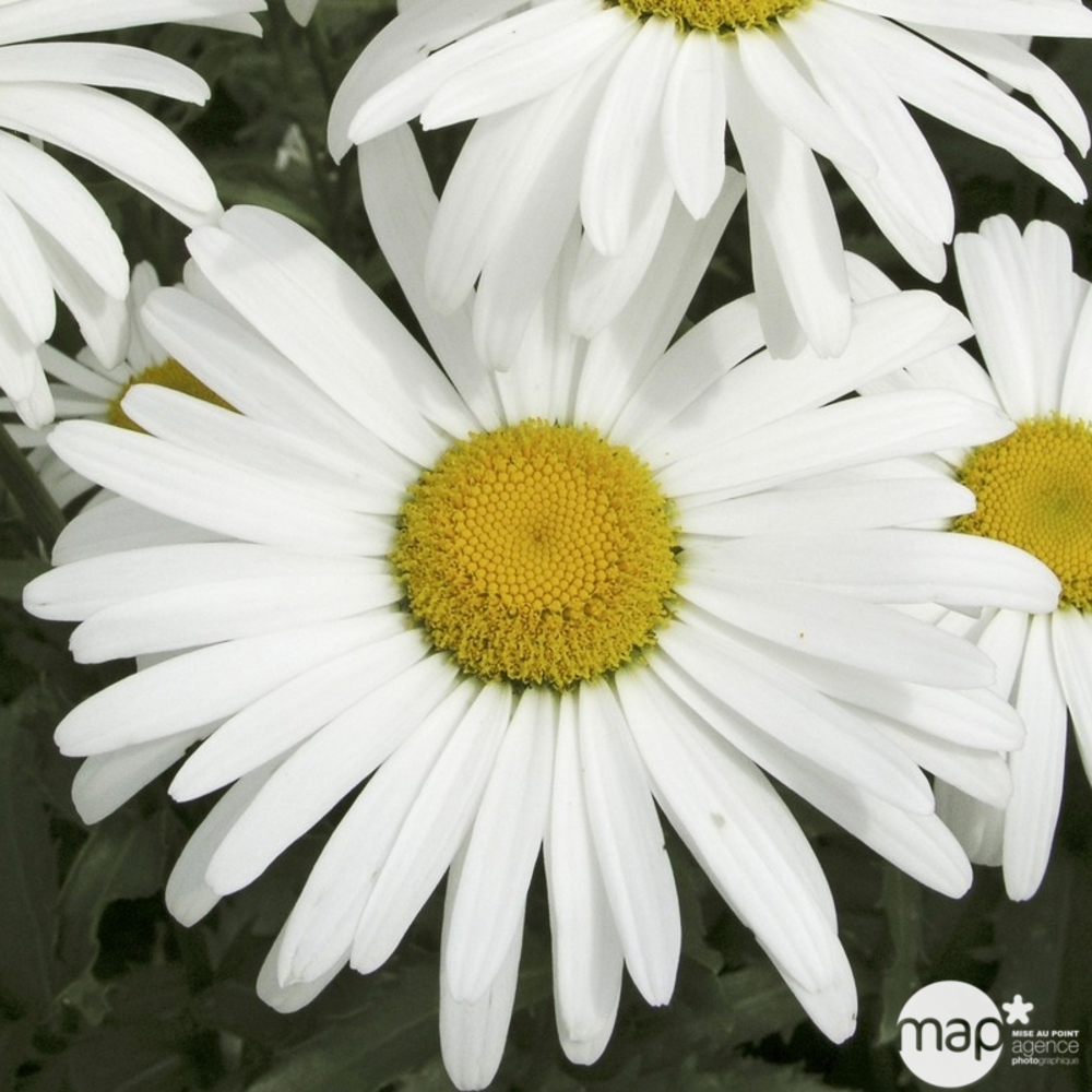 Marguerite Petite Princesse :lot de 3 godets