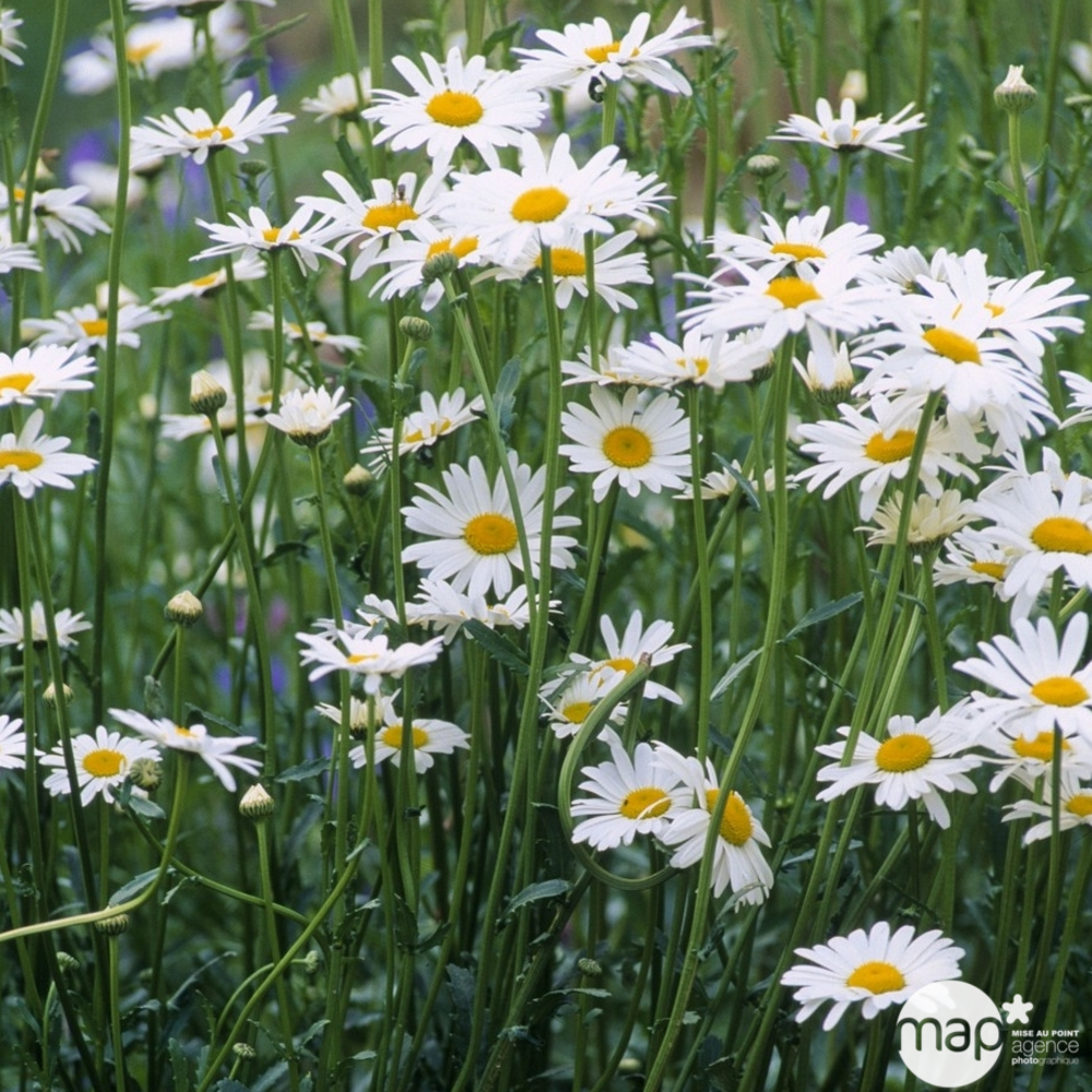 Marguerite Reine de Mai :lot de 3 godets