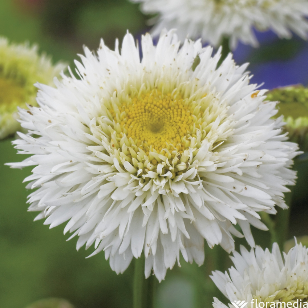 Marguerite Snehurka :lot de 3 godets