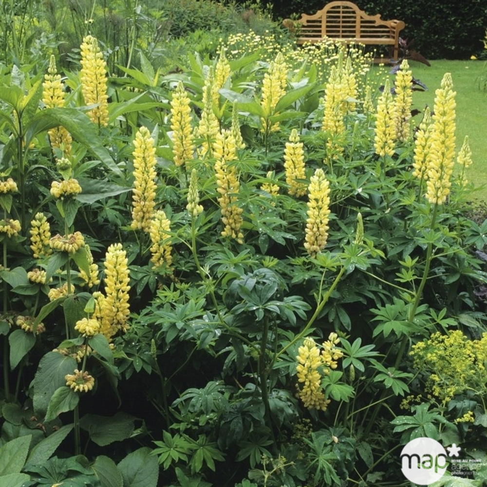 Lupin arbustif :lot de 3 godets