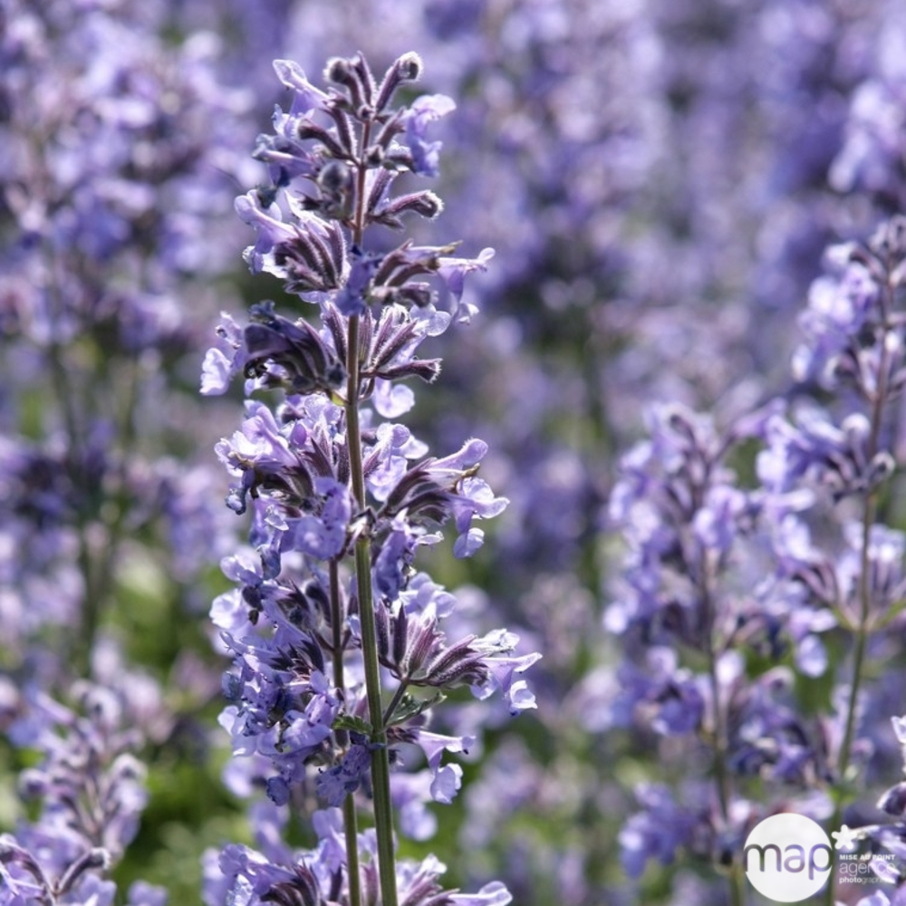 Herbe aux chats 'Six Hills Giant' : godet Ø9cm lot de 3 godets