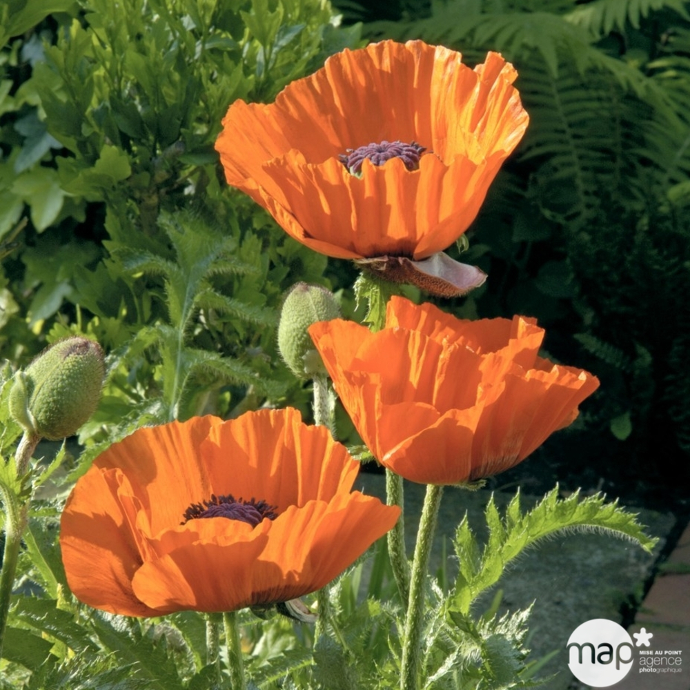 Pavot d'Orient Allegro :lot de 3 godets