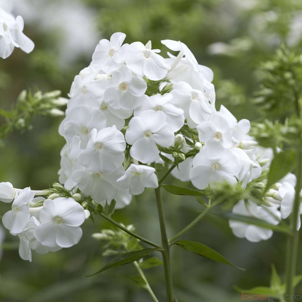 Phlox David : lot de 3 godets