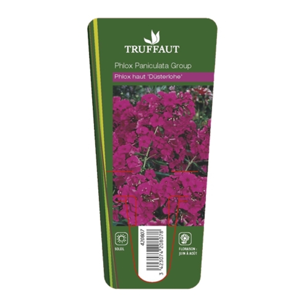 Phlox Düsterlohe : lot de 3 godets