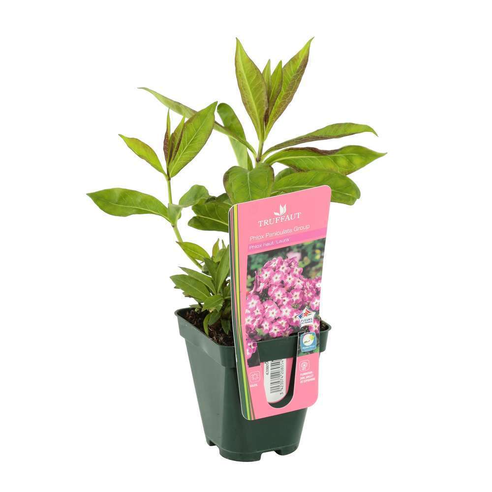 Phlox Laura : lot de 3 godets