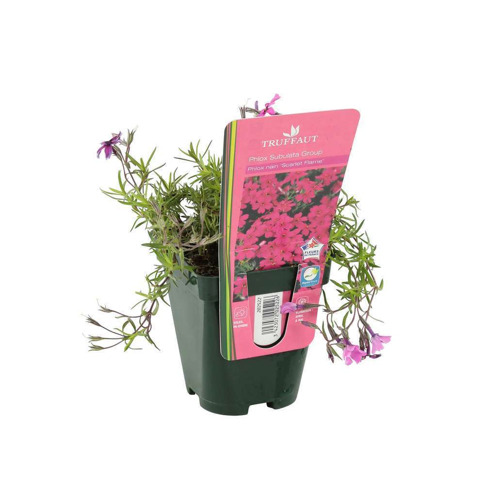 Phlox nain Scarlet Flame : lot de 3 godets