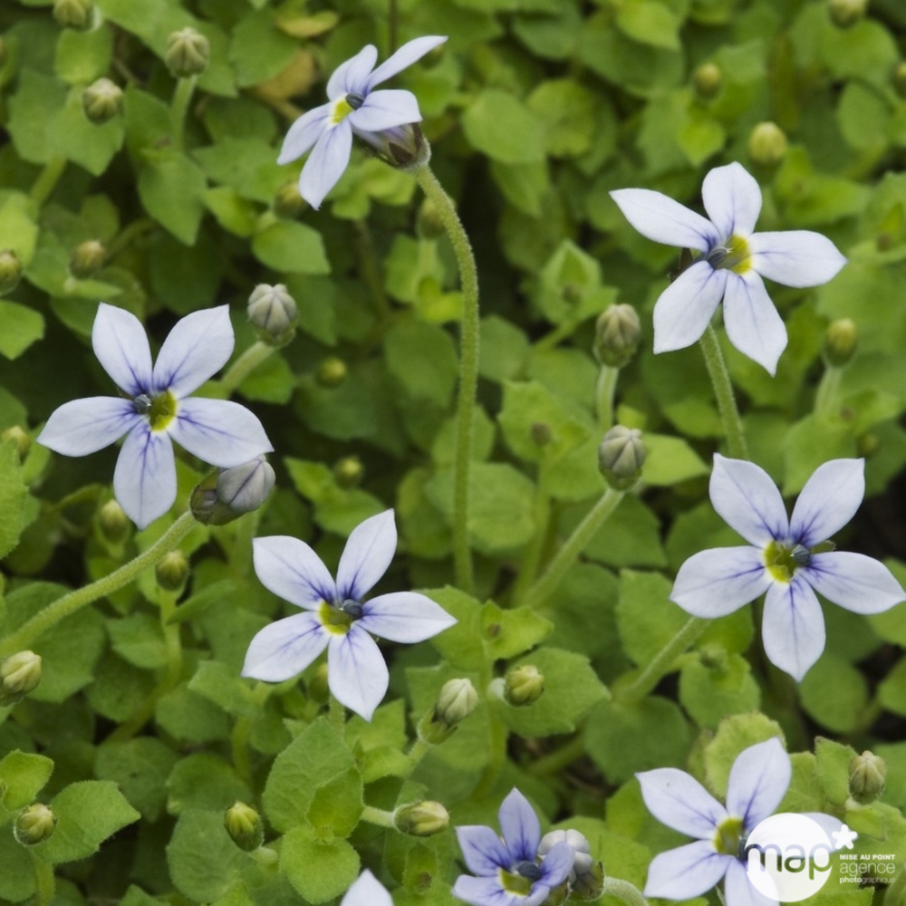 Pratia : lot de 3 godets