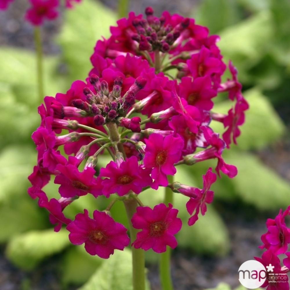 Primevère Miller's Crimson:lot de 3 godets