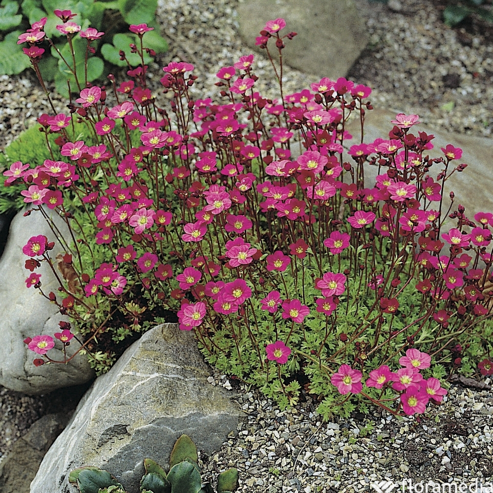 Saxifrage-mousse Ware's Crimson : lot de 3 godets