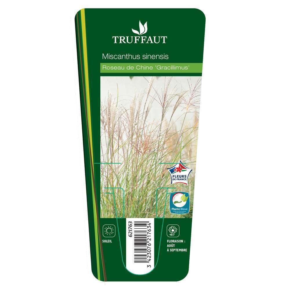 Miscanthus sinensis 'Gracillimus':lot de 3 godets