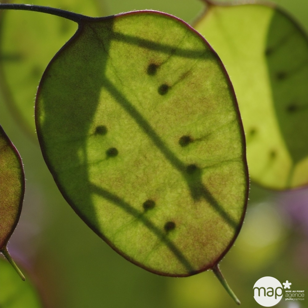 Monnaie du Pape :lot de 3 godets