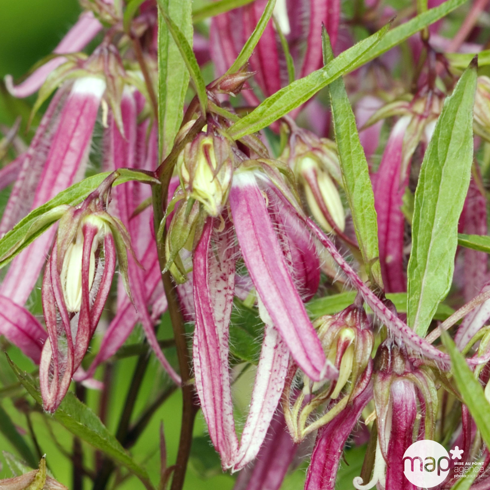 Campanule Pink Octopus :lot de 3 godets