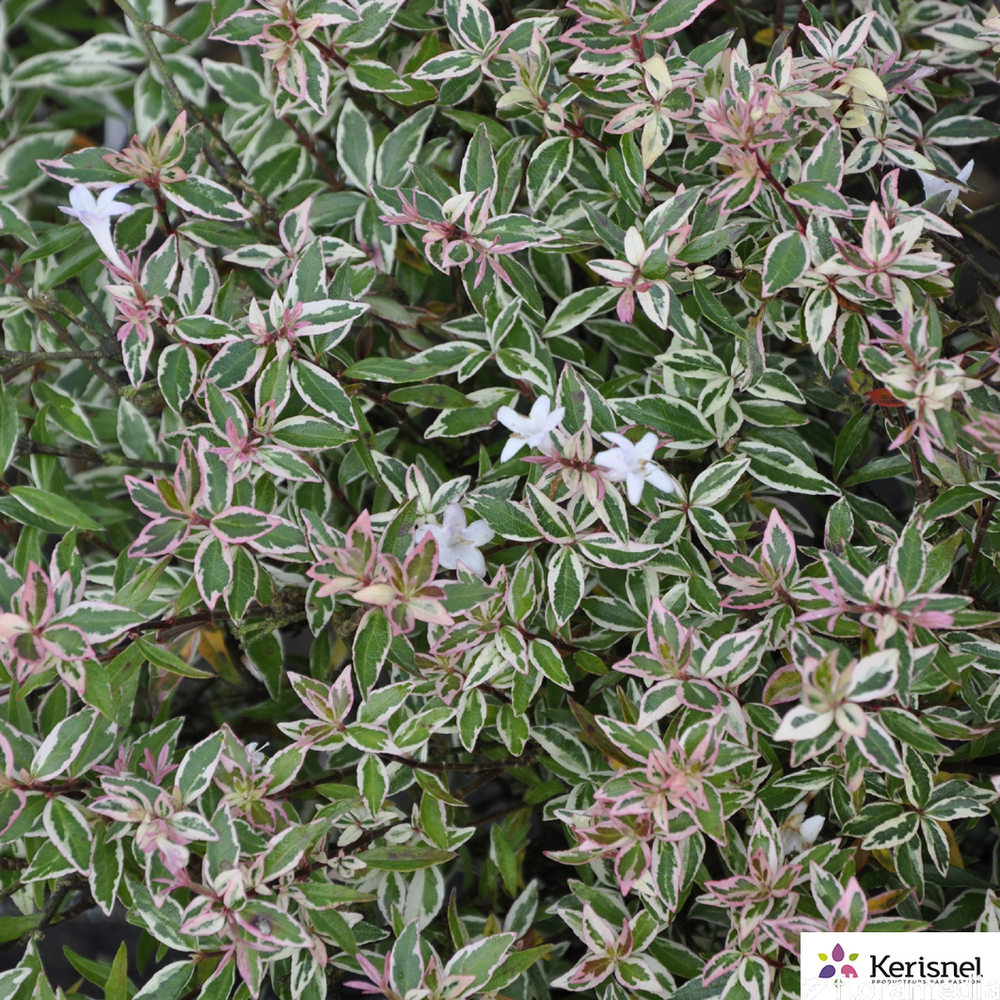 Abelia Grandiflora Confetti C4L.