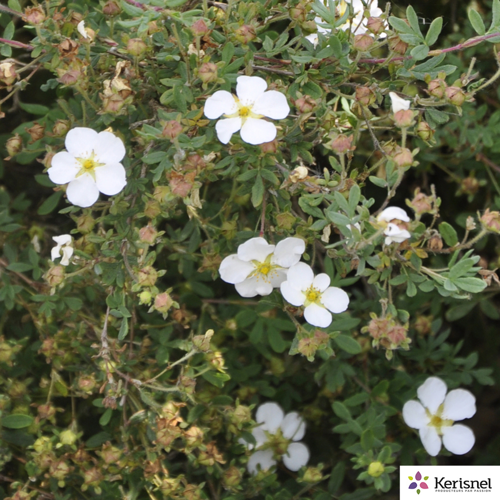 Potentilla fruticosa Abbotswood : C4L