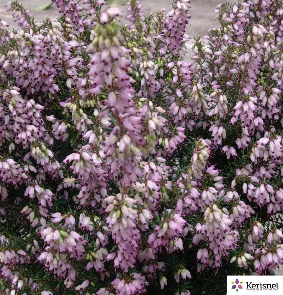 Erica Arborea Mediterranea : C4L