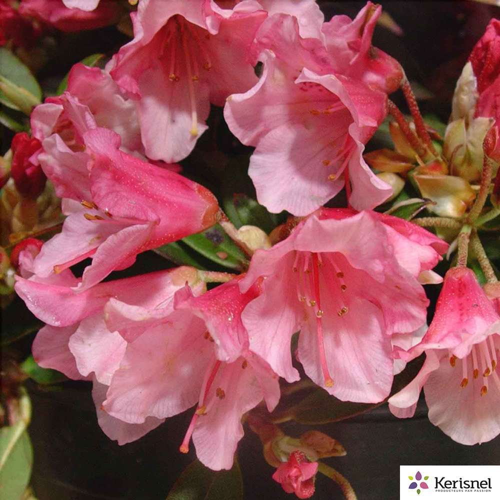 Rhododendron nain : C4L