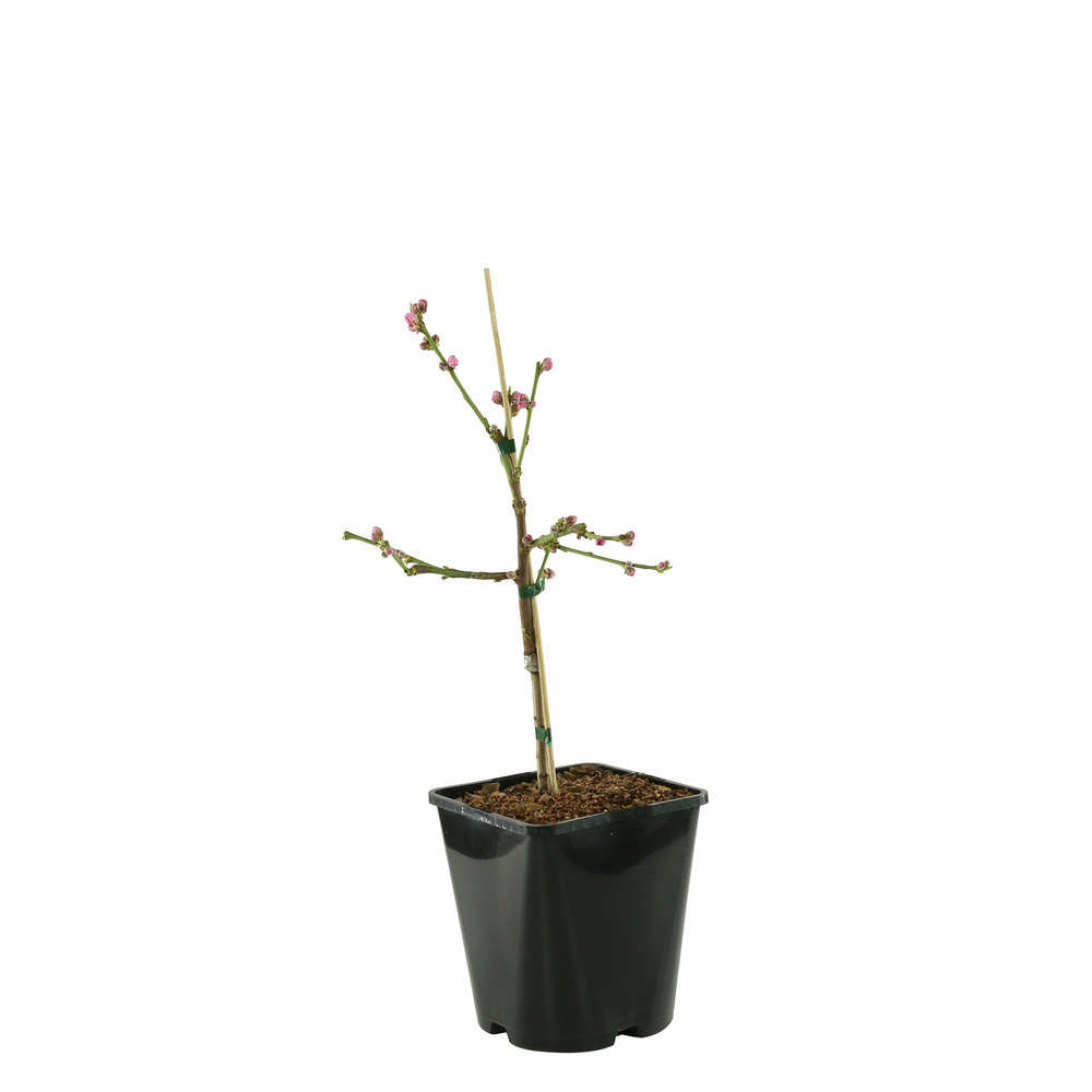 Pêcher nain : Ice peach' C4L