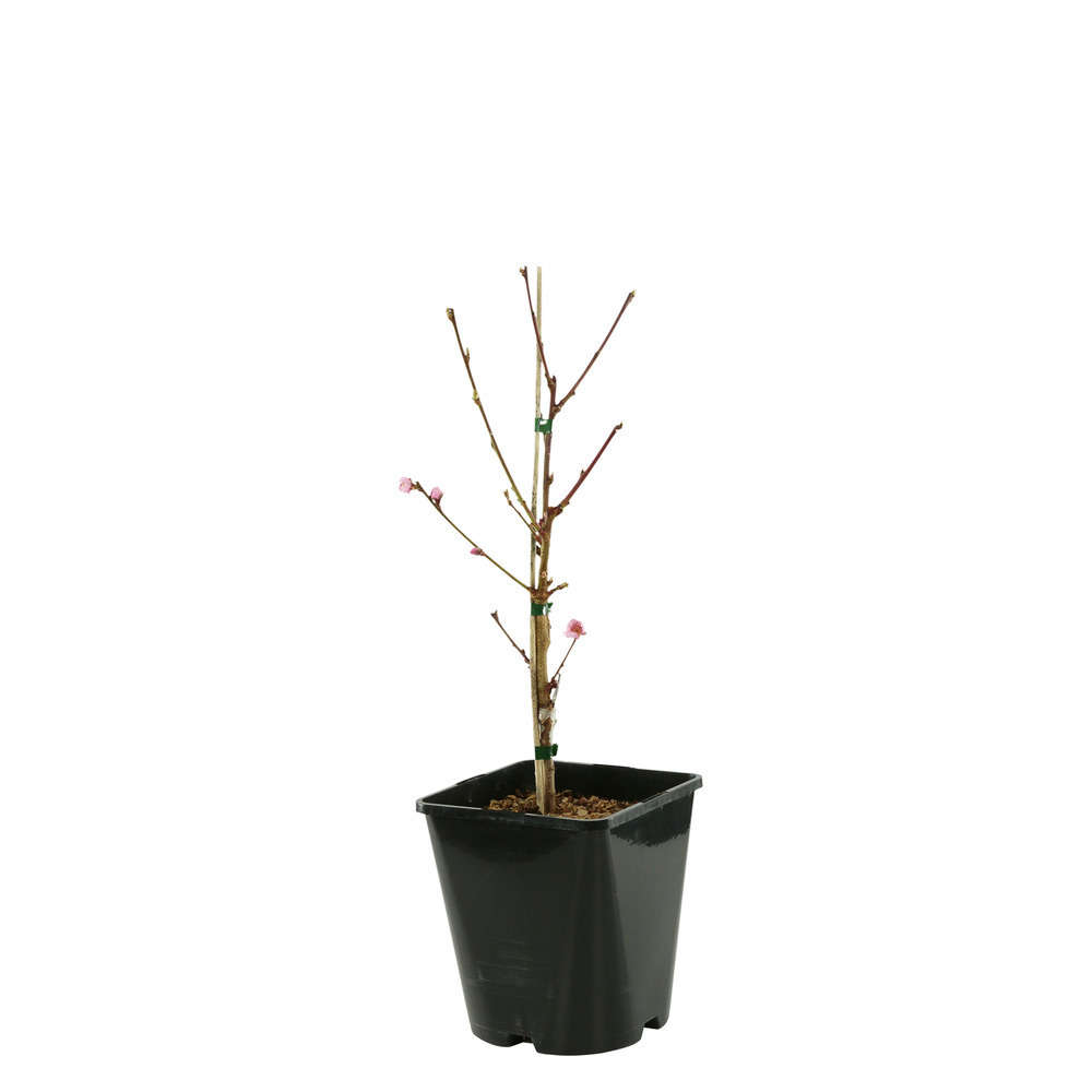 Pêcher nain nectarine : Necta me' C4L