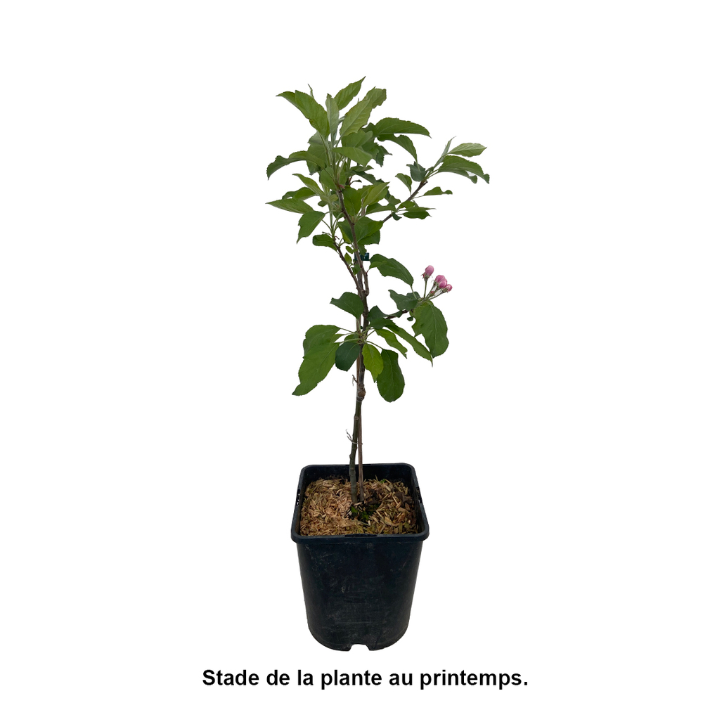 Pommier nain : Apple me red' C4L