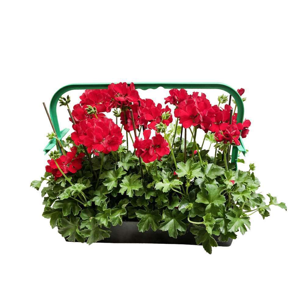 Géranium lierre double 'Marcada® Dark Red' Label Rouge : 6 plants
