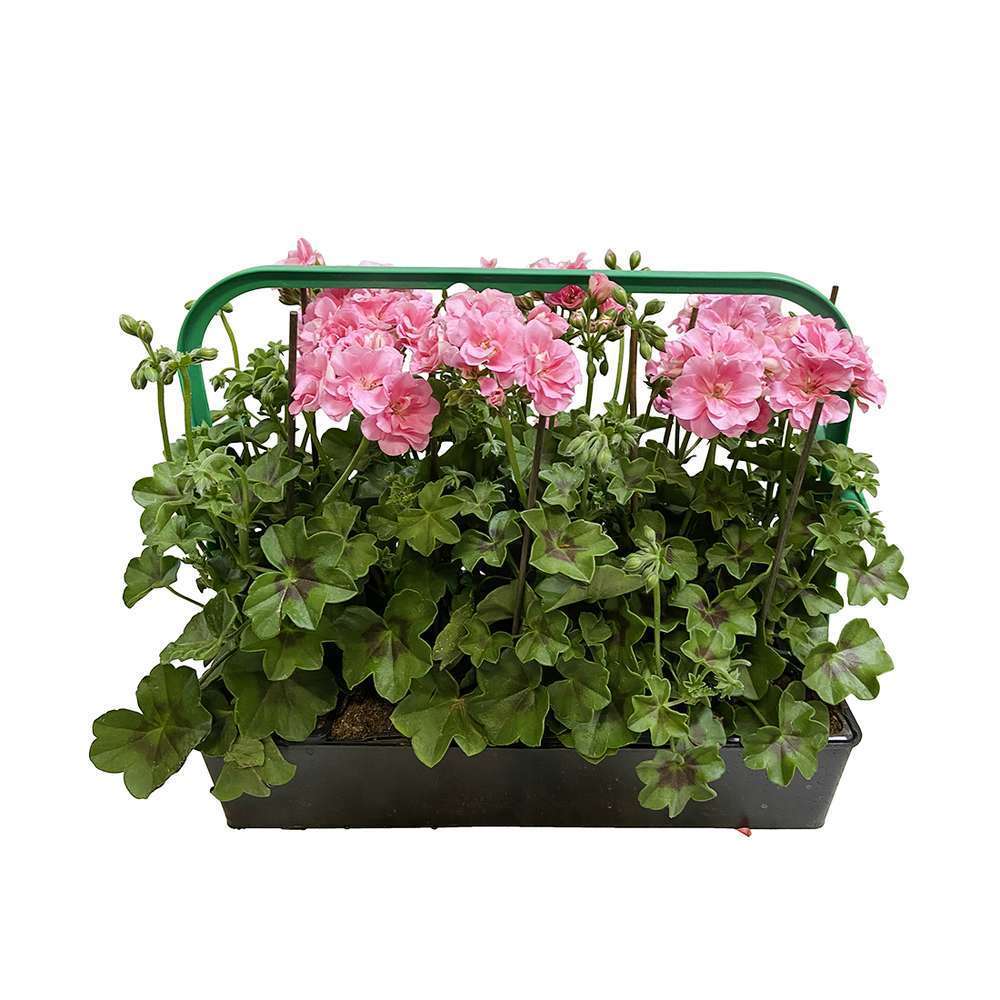 Géranium lierre double 'Royal® Light Pink' Label Rouge : 6 plants