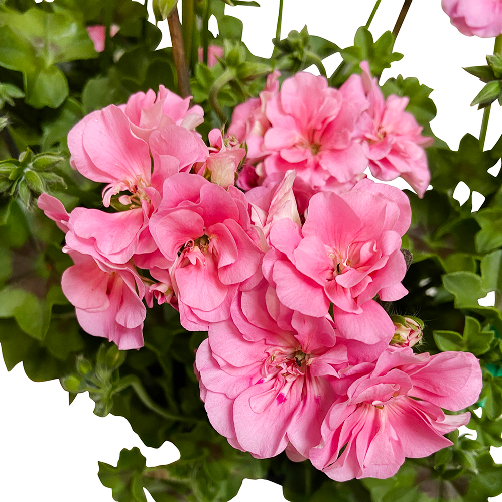 Géranium lierre double 'Royal® Light Pink' Label Rouge : 10 plants