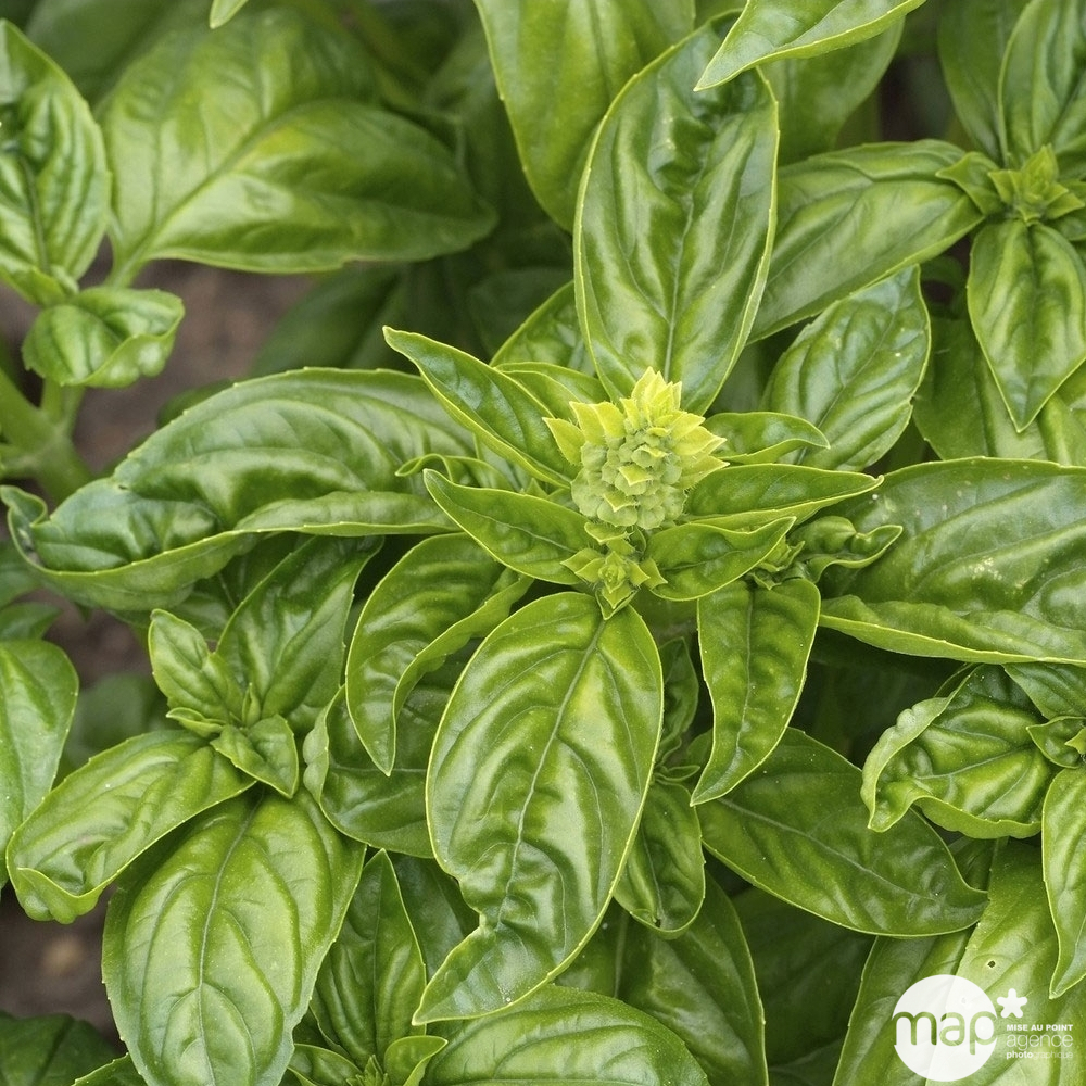 Plant de basilic grand vert : pot de 4,5 litres