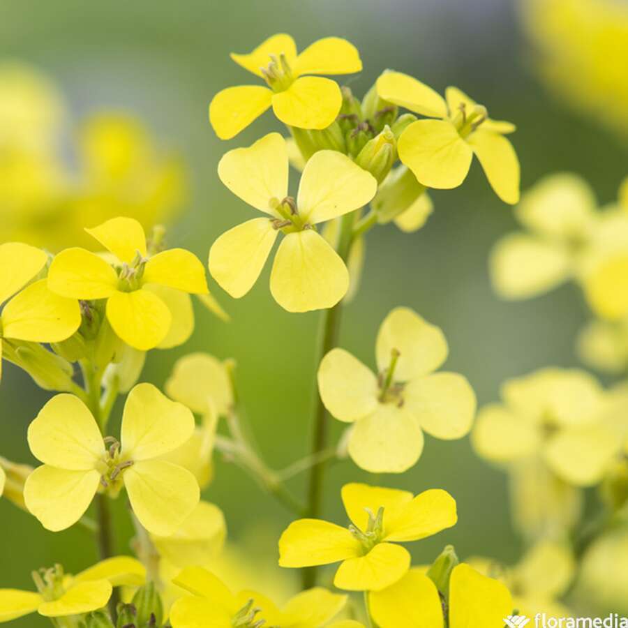 Fausse giroflée Jubilee Gold C2L