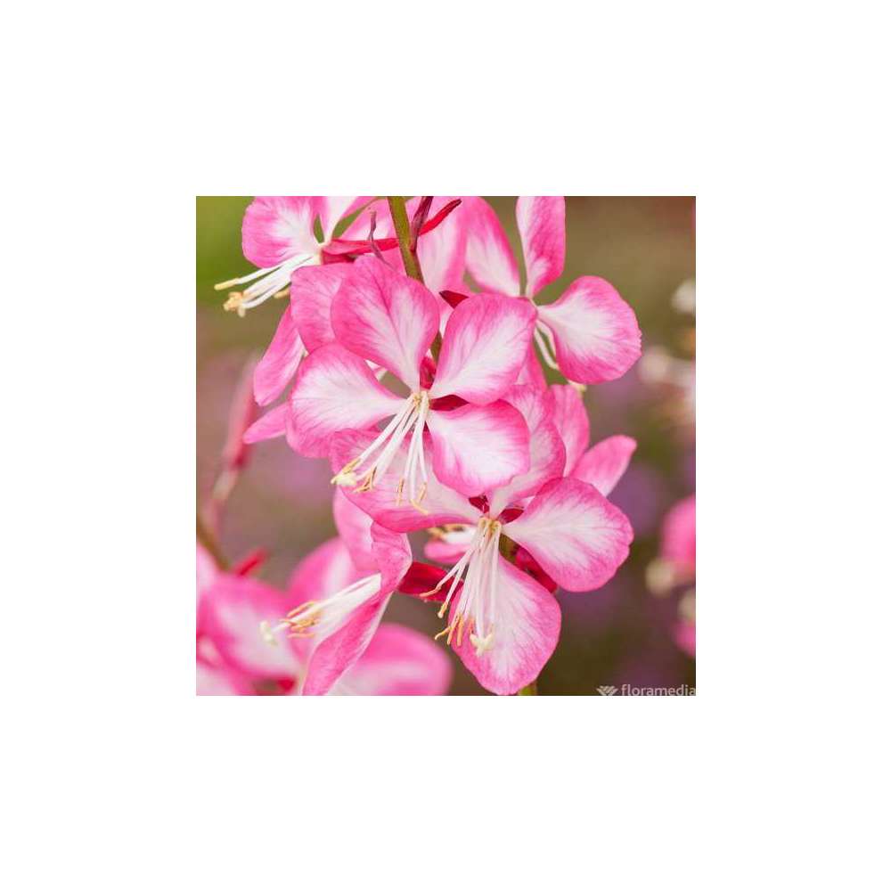 Gaura 'rosy jane' : C2L