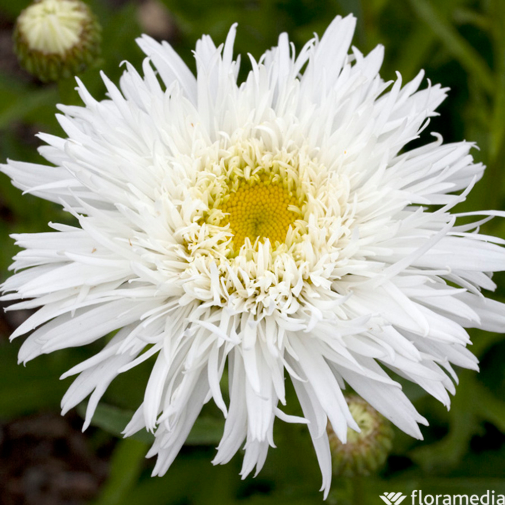 Marguerite d'été 'Santé':conteneur 2 litres