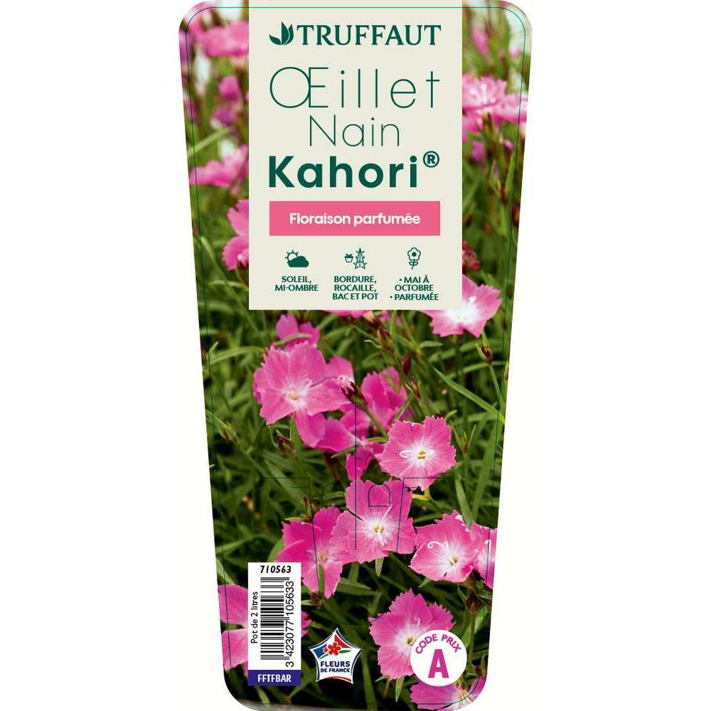Œillet nain Kahori C2L