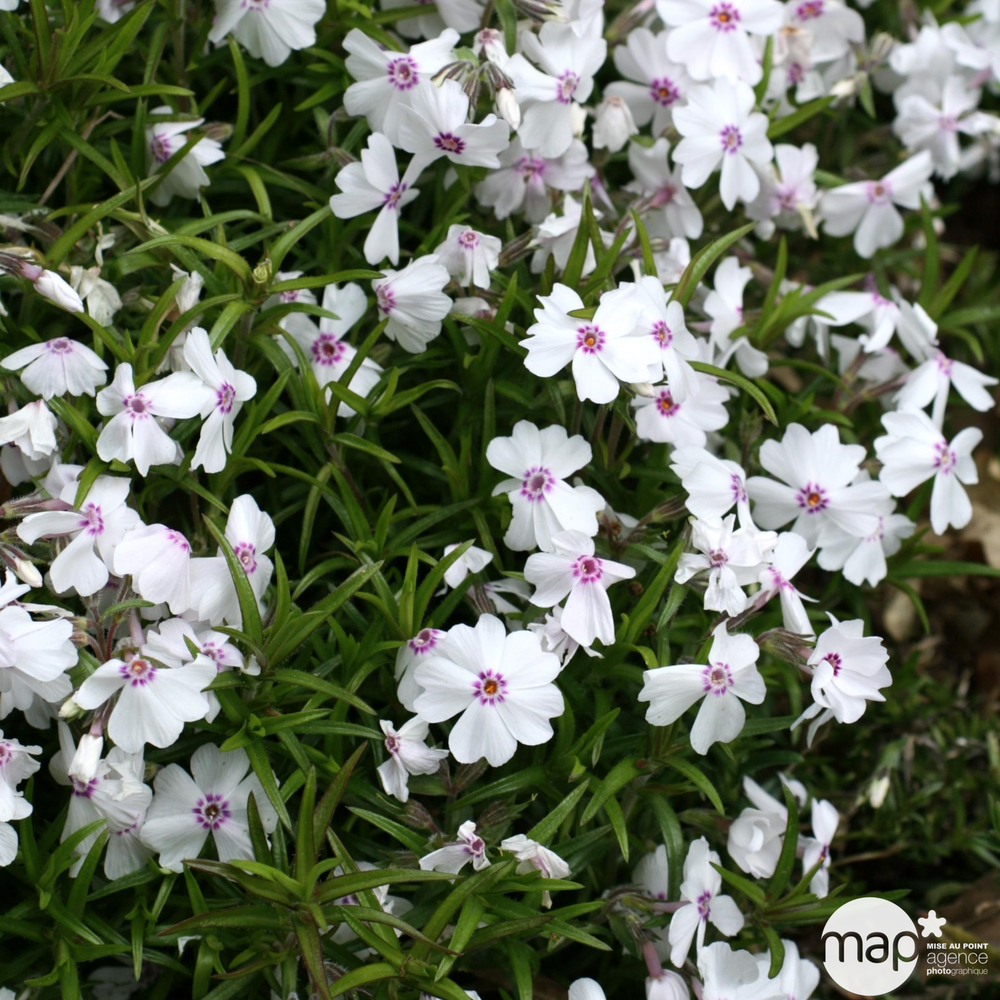 Phlox nain 'Amazing Grace' : C2L