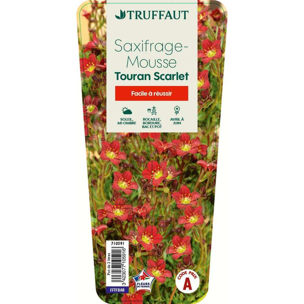 Saxifrage Touran large Scarlet C2L
