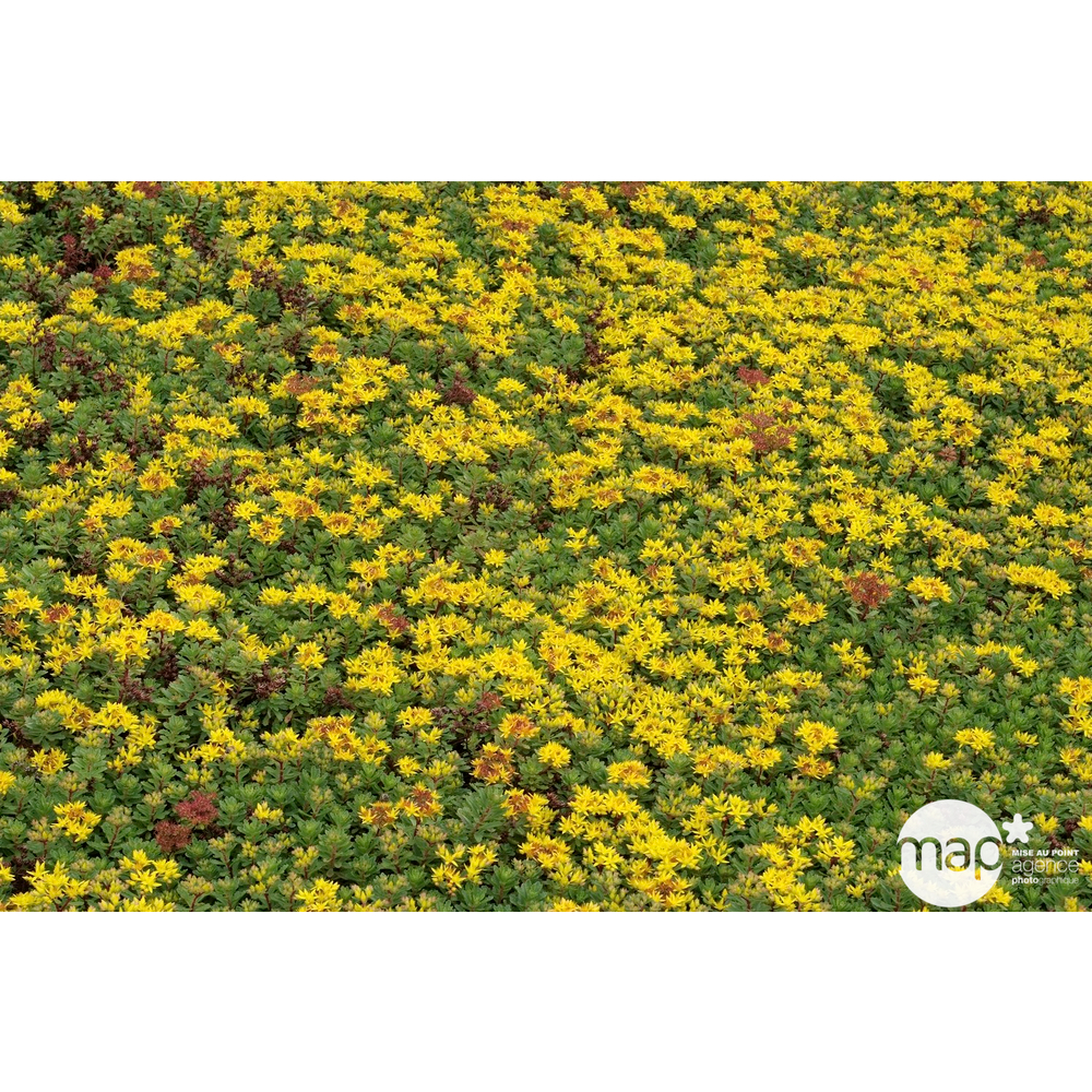 Sédum Weihenstephaner Gold : C2L