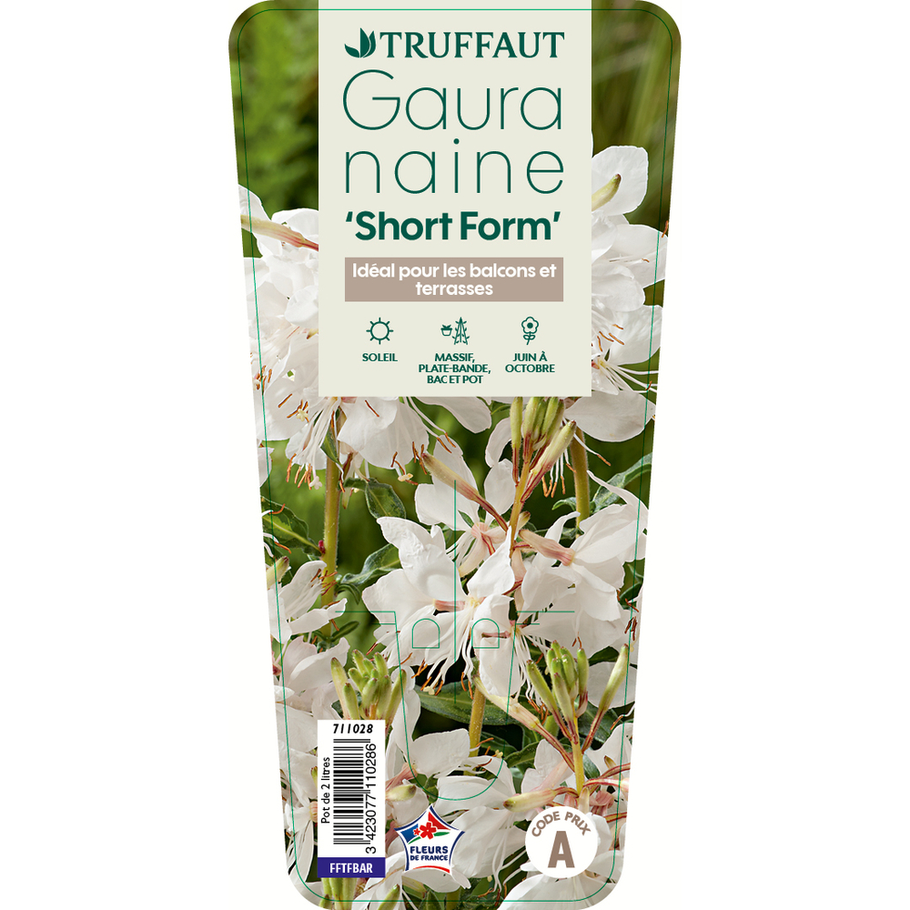 Gaura 'Short Form':pot 2L