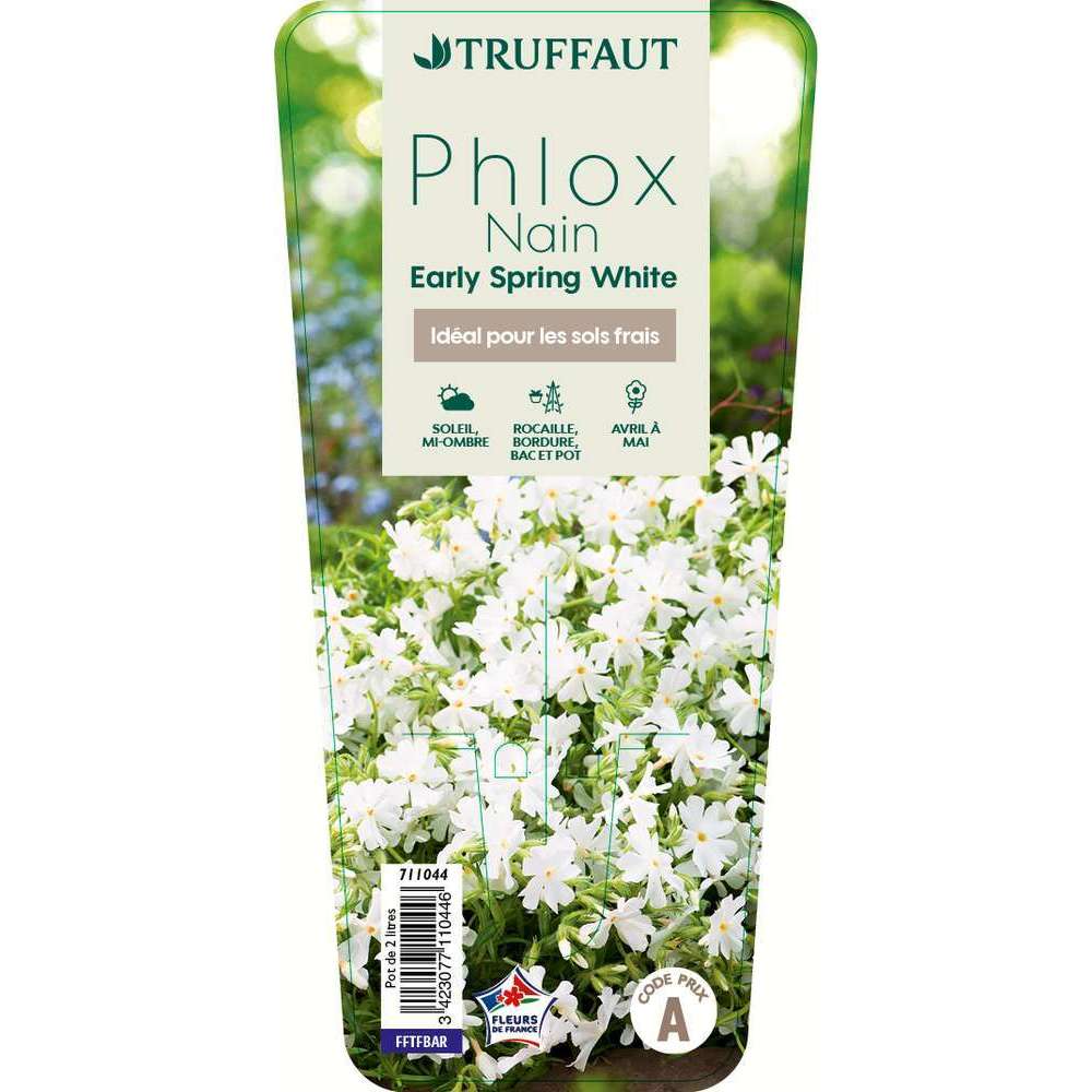 Phlox nain 2L