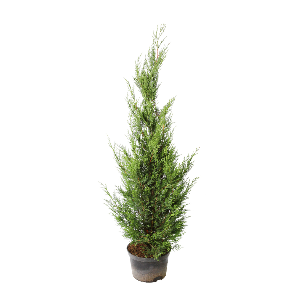 Cupressocyparis leylandii '2001' pot 7L