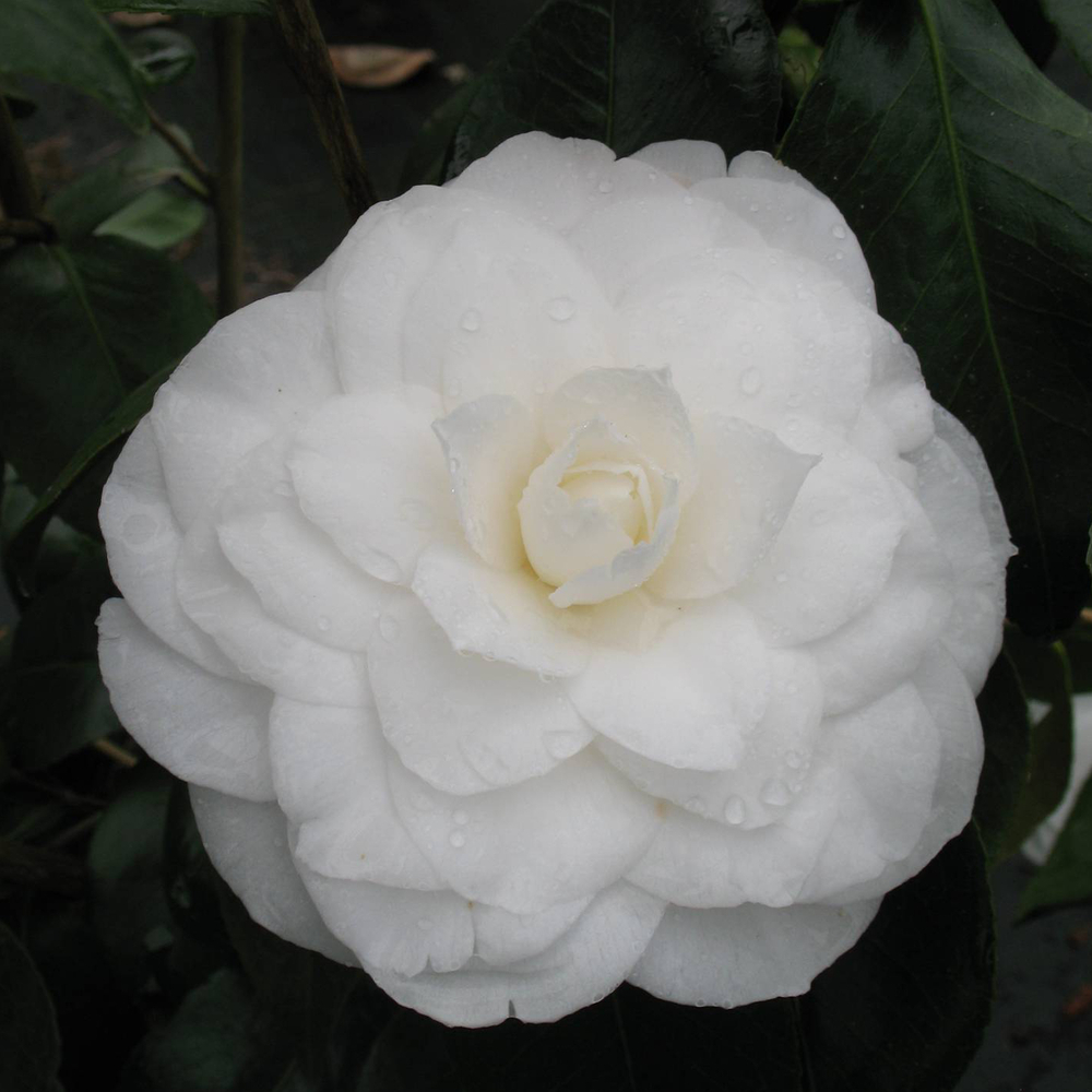 Camellia 'Nuccio's Gem' : 7. 5 Litres (blanc pur)