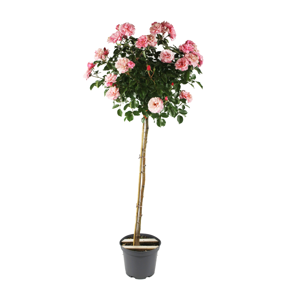Rosier tige - Pot 10L
