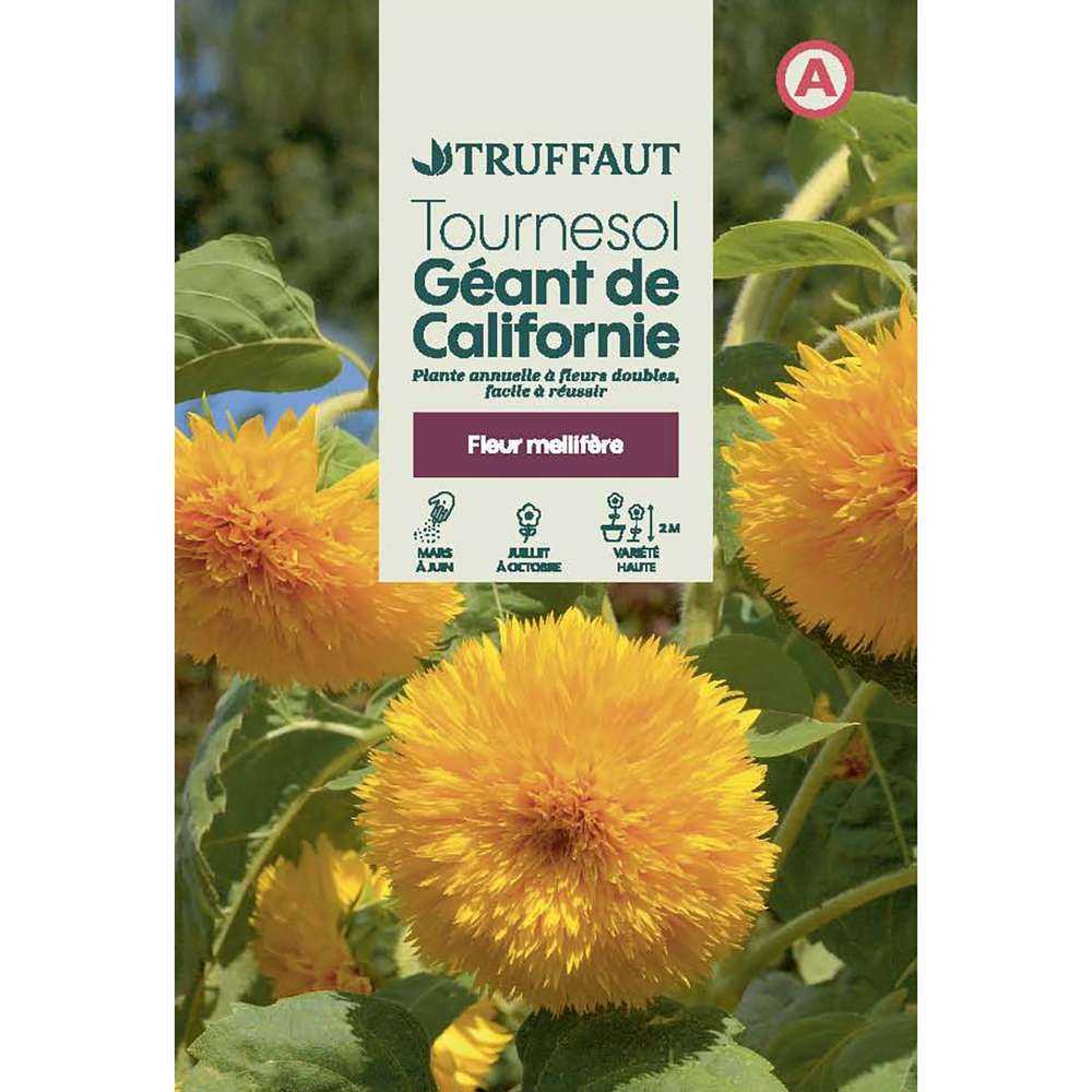 Tournesol géant de californie 4 g