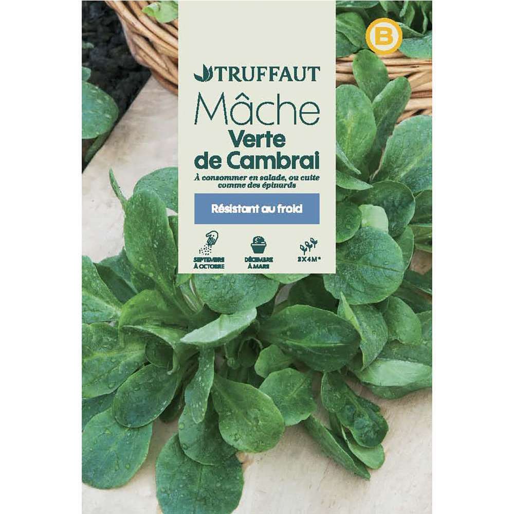 Graines de mâche de cambrai verte en sachet